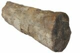 12.1" Partial Triceratops Horn with Metal Stand - North Dakota - #131347-4